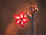 Colorful Close-up of a Flower  Kruger National Park  South Africa