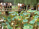 Lily pond  Humble Administrators Garden  Suzhou  Jiangsu  China