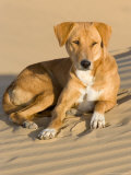 Dog Lying in Sand Dunes  Thar Desert  Jaisalmer  Rajasthan  India