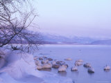 Whopper Swans at Kussharo Lake  Hokkaido  Akan National Park  Japan