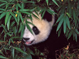 Panda Cub in the Bamboo Bush  Wolong  Sichuan  China