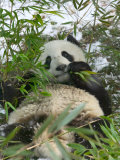 Panda Eating Bamboo on Snow  Wolong  Sichuan  China