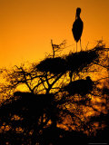 Painted Stork  Bharatpur  Keoladeo National Park  Rajasthan  India