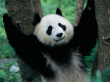 Panda Cub  Wolong  Sichuan  China