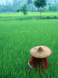 Scenic of Rice Fields and Farmer on Yangtze River  China