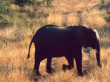 Close-up of Elephant in Kruger National Park  South Africa