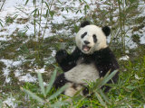 Panda Eating Bamboo on Snow  Wolong  Sichuan  China