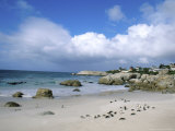 Penguins  The Boulders  Cape Town  South Africa