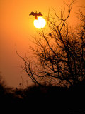 Darter at Sunset  Keoladeo National Park  Rajasthan  India