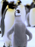 Emperor Penguin with Chick  Atka Bay  Weddell Sea  Antarctic Peninsula  Antarctica