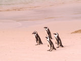 Jackass Penguins at the Boulders  near Simons Town  South Africa