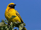 Speke's Weaver  Tanzania