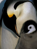 Emperor Penguins  Atka Bay  Weddell Sea  Antarctic Peninsula  Antarctica