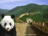 Panda at the Great Wall of China
