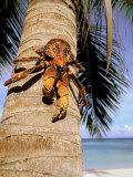 Coconut or Robber Crab  Picard Island  Aldabra Atoll  Seychelles  Africa