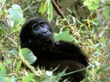 Mountain Gorilla  Bwindi Impenetrable Forest National Park  Uganda