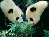 Pandas Eating Bamboo  Wolong  Sichuan  China