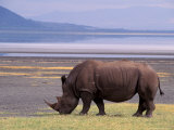 White Rhinoceros  Lake Nakuru National Park  Kenya