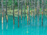 Shirogane Hot Springs  Blue Marsh  Hokkaido  Japan