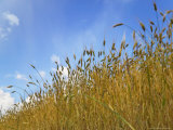 Barley against Blue Sky  East Himalayas  Tibet  China