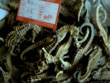 Seahorses  Medicines For Sale  Yichang  China