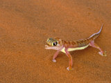 Desert Gecko  Namib Desert  Namibia