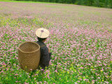 Farmer in Farmland of Canola and Buckwheat  Bumthang  Bhutan
