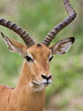 Male Impala  Tanzania