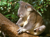 Koala  Australia