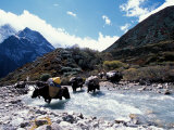 Yaks Crossing River to the Kangshung  Tibet
