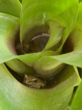 Tree Frog in Plant Water Pool  Phu Crading National Park  Thailand
