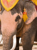 Asian Elephants Transportation  Ayuthaya  Thailand