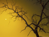 Tree  Outback  Australia