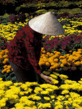Gardens with Woman in Straw Hat  Mekong Delta  Vietnam