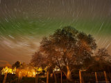Star Trails Over Walnut Tree  Domain Road Vineyard  Central Otago  South Island  New Zealand