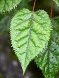 Wineberry  West Coast  South Island  New Zealand