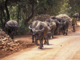 Oxen on Road  Cambodia
