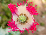 Opium Poppy  Thailand