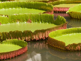 Amazon Water Lilies  Thailand