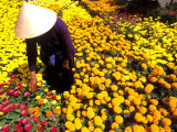 Woman in Straw Hat and Flowers  Mekong Delta  Vietnam