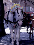 Horse Carriage  Sorrento  Italy