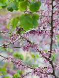 Spring Blossoms  Positano  Amalfi Coast  Campania  Italy