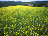 Yellow Flower Covered Fields of San Gimignano  Tuscany  Italy