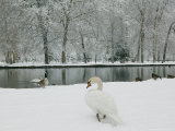 Chateau de Vizille Park  Swan Lake  Vizille  Isere  French Alps  France