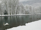 Chateau de Vizille Park  Swan Lake  Vizille  Isere  French Alps  France
