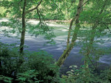 Trees and Ferns on Banks of Campbell River  Vancouver Island  British Columbia