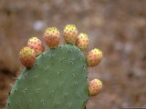 Cactus Apples  Santa Maria Navarrese  Sardinia  Italy