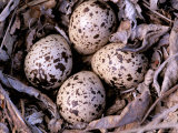 Nightjar Nest and Eggs  Thaku River  British Columbia  Canada