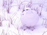 Rock Ptarmigan  Churchill  Manitoba  Canada
