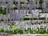 Spring Blossoms  Capri  Campania  Italy